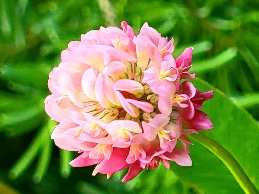 Book Private Tour for Banff-Yoho-Kootenay & Jasper Parks - A Deep Dive into the Rockies’ Highlights