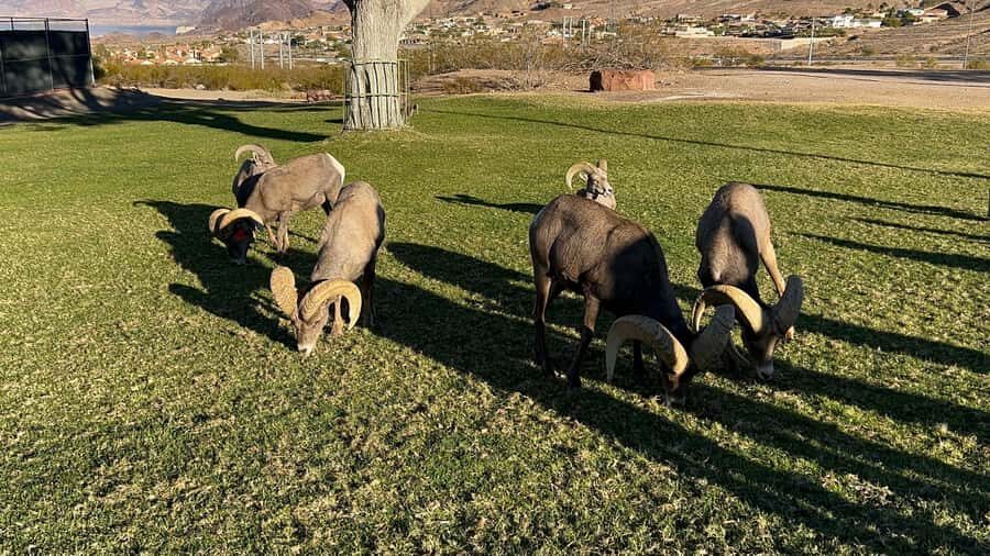 Boulder City: Hemenway Park Guided Tour - Practical Details and Value