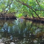 Bradenton: Clear Kayak Mangrove Tunnel Eco Tour - Who Will Enjoy This Tour