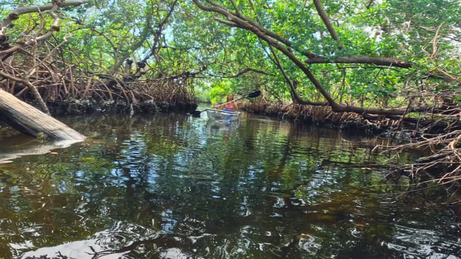 Bradenton: Clear Kayak Mangrove Tunnel Eco Tour - Who Will Enjoy This Tour