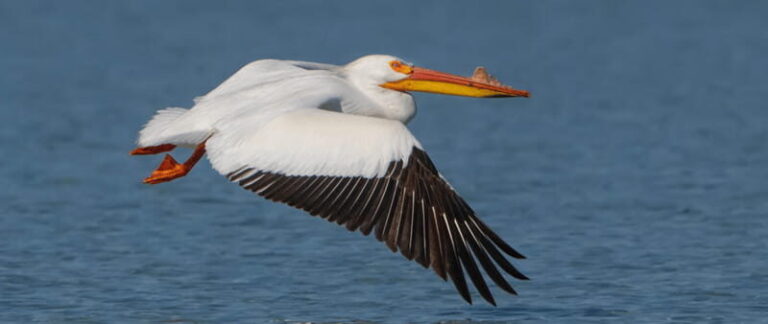 British Columbia: Bird Watching and Photography Tour - Pricing and Value
