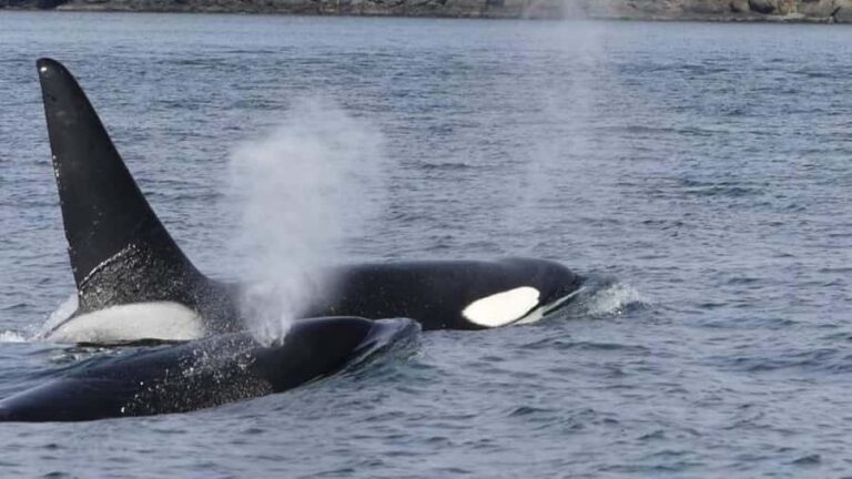 British Columbia: Whale Watching Eco-Adventure Tour - Who Is This Tour Best For?