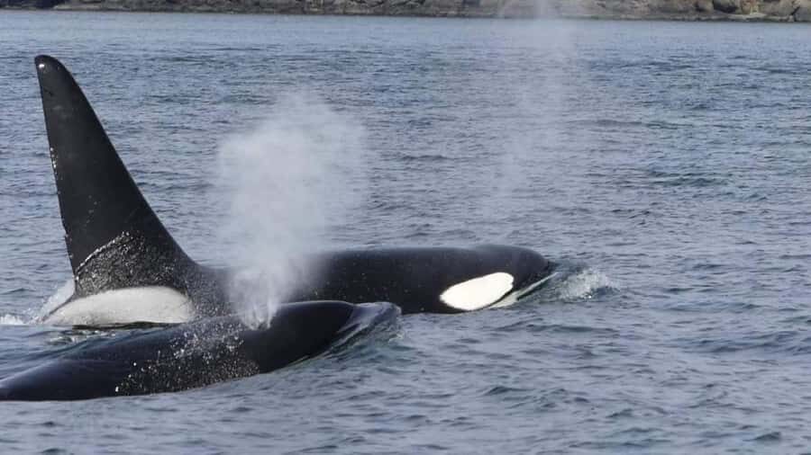 British Columbia: Whale Watching Eco-Adventure Tour - Who Is This Tour Best For?
