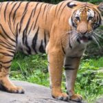 Bronx Zoo Admission Ticket - Authentic Feedback from Travelers