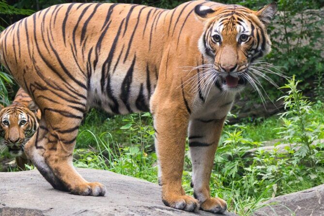 Bronx Zoo Admission Ticket - Authentic Feedback from Travelers