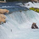 Brooks Falls Bear Viewing - Why Choose the Brooks Falls Bear Viewing Tour?