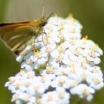 Bryans Flat View Horseback Ride - Final Thoughts