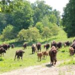 Buffalo Creek Ranch Tour Experience - Value and Booking Considerations