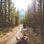 Buffalo Loop 1-Hour Horseback Trail Ride in Kananaskis - The Scenic Highlights