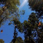 Butterfly Monarch Tour from Mexico City - The Sum Up