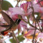 Cabo birding | Bird watching at bird sanctuary - What to Expect from the Guided Experience