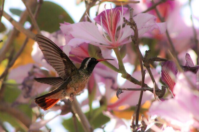 Cabo birding | Bird watching at bird sanctuary - What to Expect from the Guided Experience