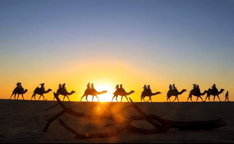 Cabo: Camel Safari Adventure with Tacos - What Do the Reviews Say?