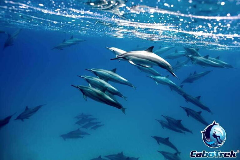 Cabo Ocean SAFARI - The Experience in Depth: Breaking Down the Tour