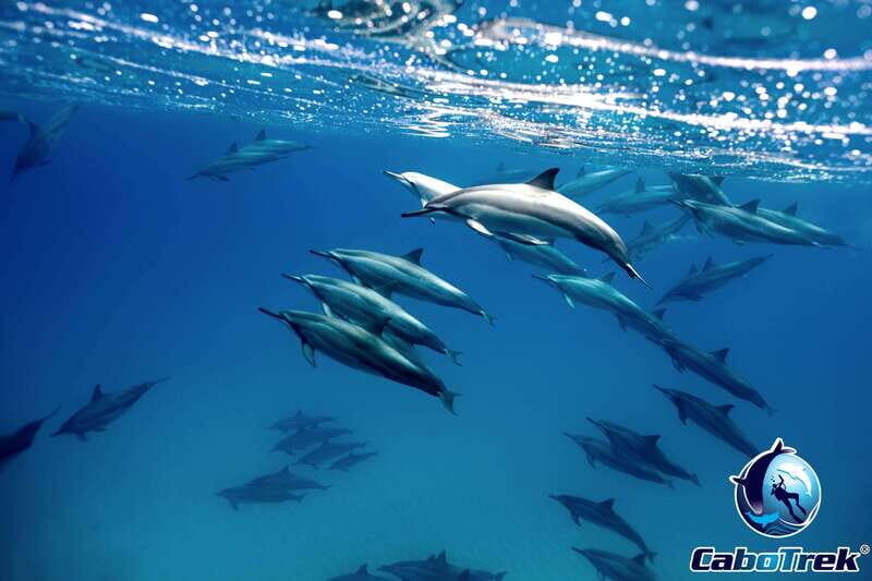 Cabo Ocean SAFARI - The Experience in Depth: Breaking Down the Tour