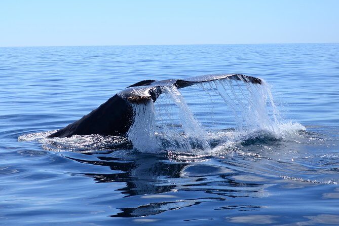 Cabo Private Whale Watching Tour - Incl FREE photos - Why the Tour Stands Out