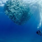 Cabo Pulmo 2 Tank Certified Dive with Lunch - FAQ