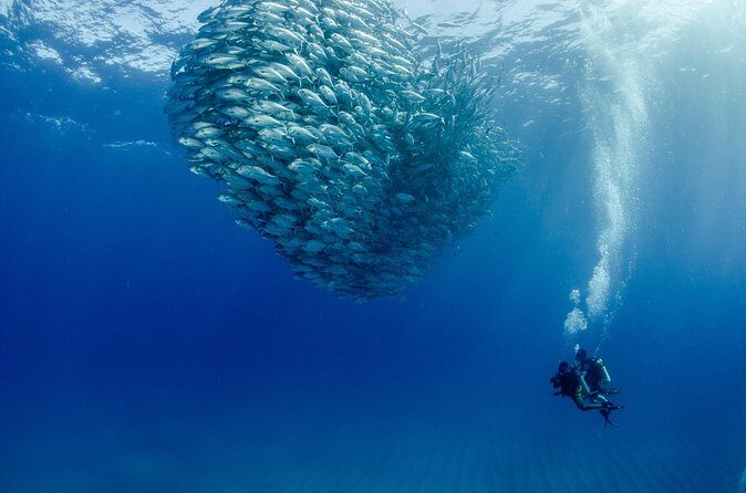Cabo Pulmo 2 Tank Certified Dive with Lunch - FAQ
