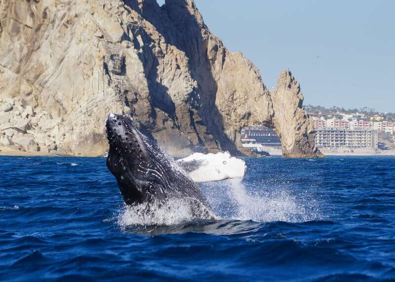 Cabo San Lucas: 2.5-Hour Whale Watching Tour - The Value of This Tour