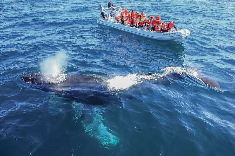 Cabo San Lucas: 2-Hour Whale Watching Adventure - What’s Included and What’s Not