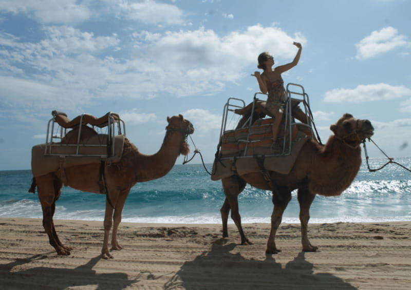Cabo San Lucas: Amazing Camel Adventure on the Beach - Whats Included and Whats Not