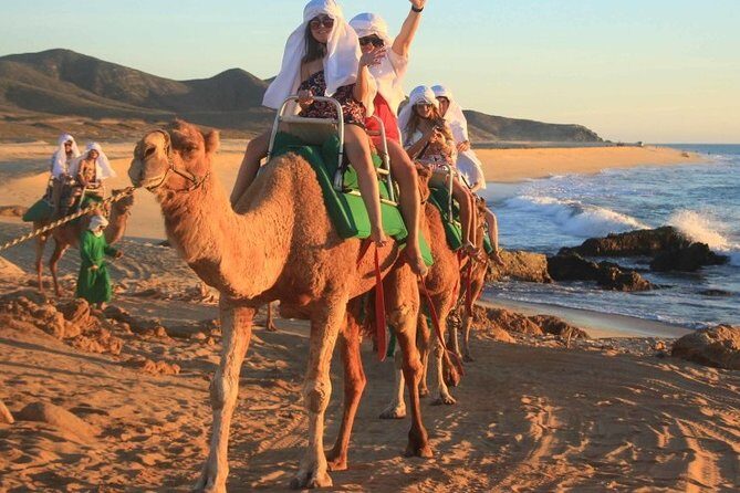 Cabo San Lucas Camel Ride and Encounter on Beach and Desert - Camel Ride: The Main Event