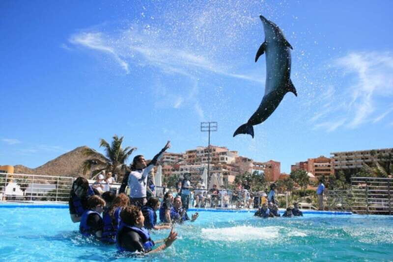 Cabo San Lucas: Dolphin Swim Class with Marine Specialist - Why This Experience Offers Genuine Value