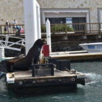Cabo San Lucas: Glass Bottom Boat Tour to Land's End - Overall Value and Considerations