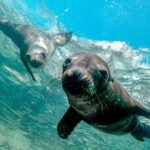 Cabo San Lucas: Local Dives (CSL Marine Park) and Corridor. - A Closer Look at the Experience