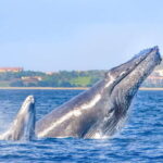 Cabo San Lucas: Luxury Catamaran Whale Watching Experience - The Itinerary in Detail