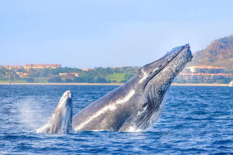 Cabo San Lucas: Luxury Catamaran Whale Watching Experience - The Itinerary in Detail
