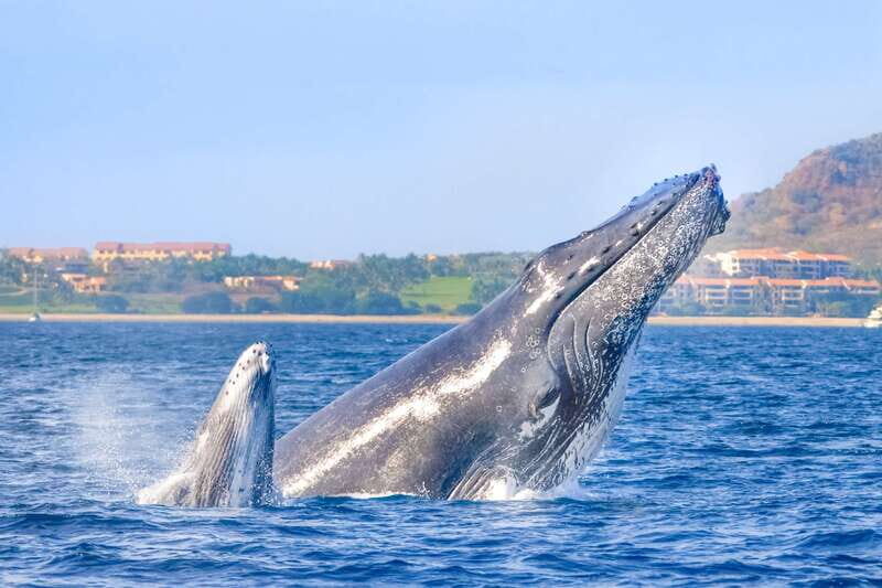 Cabo San Lucas: Luxury Catamaran Whale Watching Experience - The Itinerary in Detail