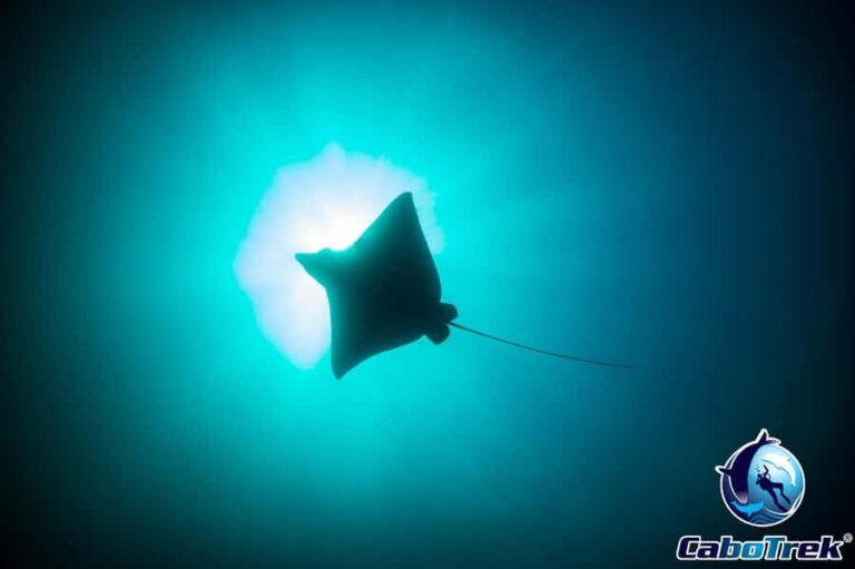 Cabo San Lucas: Mobula Ray Safari - A Practical Overview of the Experience
