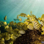 Cabo San Lucas Private and Shared Snorkeling Tour - Why This Tour Offers Good Value