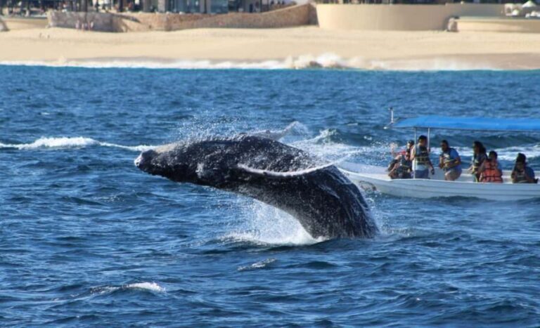 Cabo San Lucas: Private Whale Watching Yacht Excursion - Authentic Feedback and Reviews