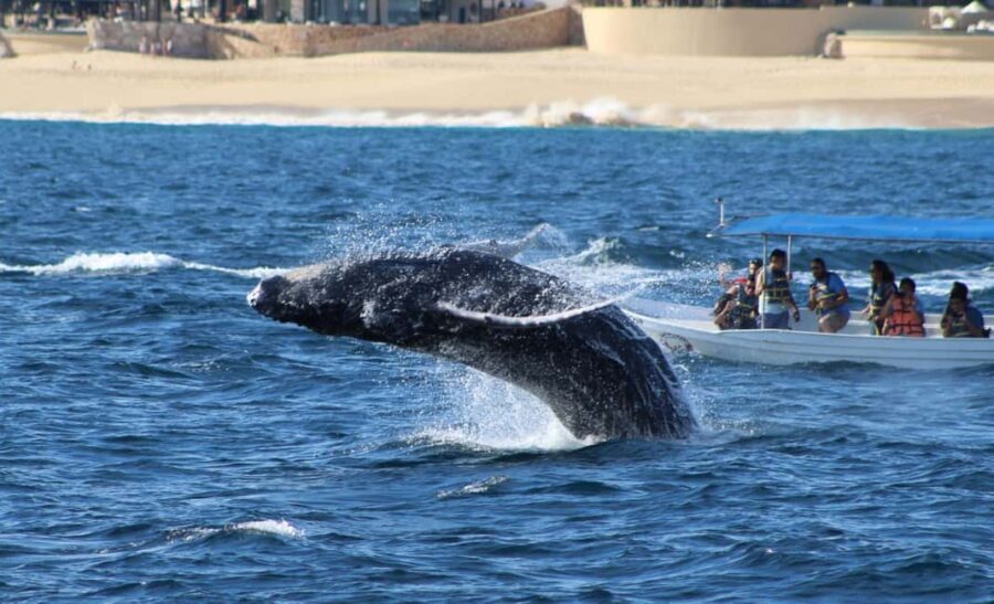 Cabo San Lucas: Private Whale Watching Yacht Excursion - Authentic Feedback and Reviews