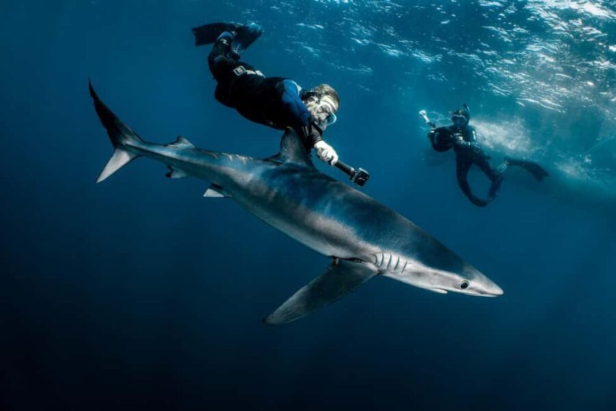 Cabo San Lucas: Shark Snorkeling and Freediving Tour - Who Will Love This Tour?