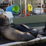 Cabo San Lucas Snorkel Adventure with Photos Included - Authentic Traveler Feedback
