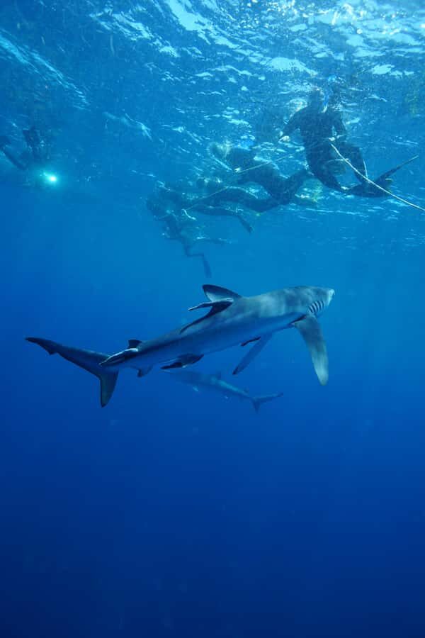 Cabo San Lucas: Snorkel with Sharks w/Drinks & Snacks - What to Know Before You Book