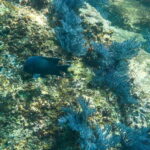 Cabo San Lucas: Snorkeling at Lovers Beach - The Itinerary Breakdown