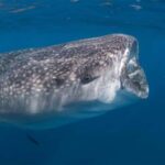 Cabo San Lucas: Snorkeling with Whale Sharks & Breakfast - The Breakfast and Cultural Touches