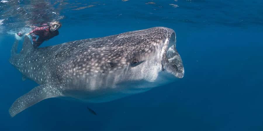Cabo San Lucas: Snorkeling with Whale Sharks & Breakfast - The Breakfast and Cultural Touches