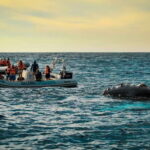 Cabo San Lucas: Up-Close Whale Watching Small-Group Tour - The Itinerary in Detail