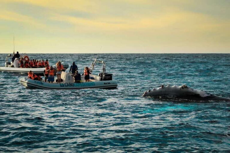 Cabo San Lucas: Up-Close Whale Watching Small-Group Tour - The Itinerary in Detail