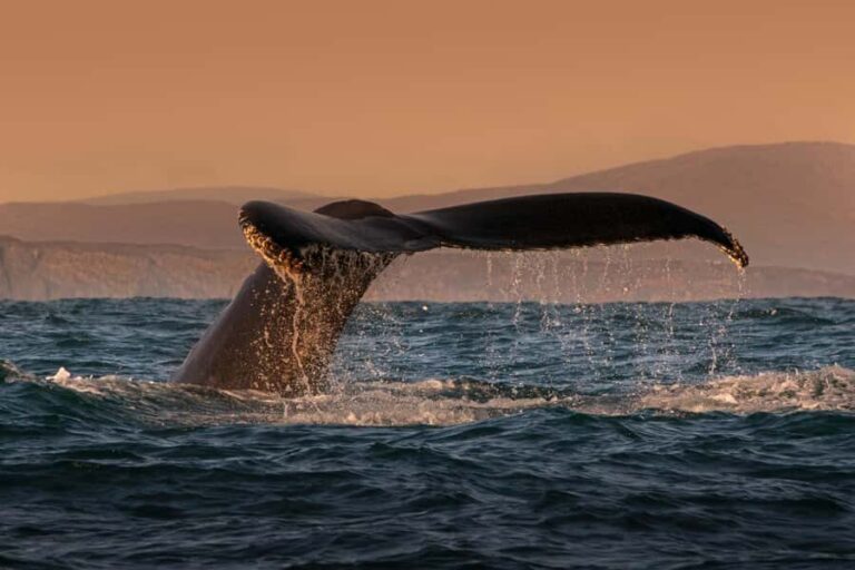 Cabo San Lucas: Whale Watching and Snorkeling Tour - Who Will Love This Tour?
