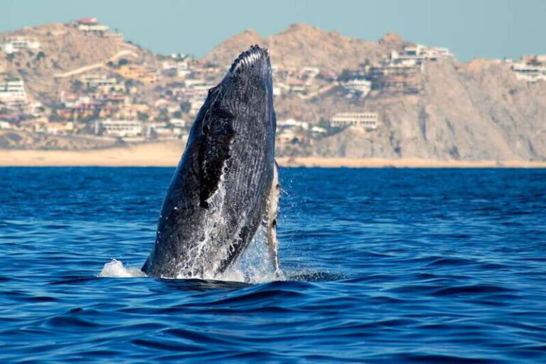 Cabo San Lucas: Whale Watching Catamaran Experience - The Itinerary in Detail