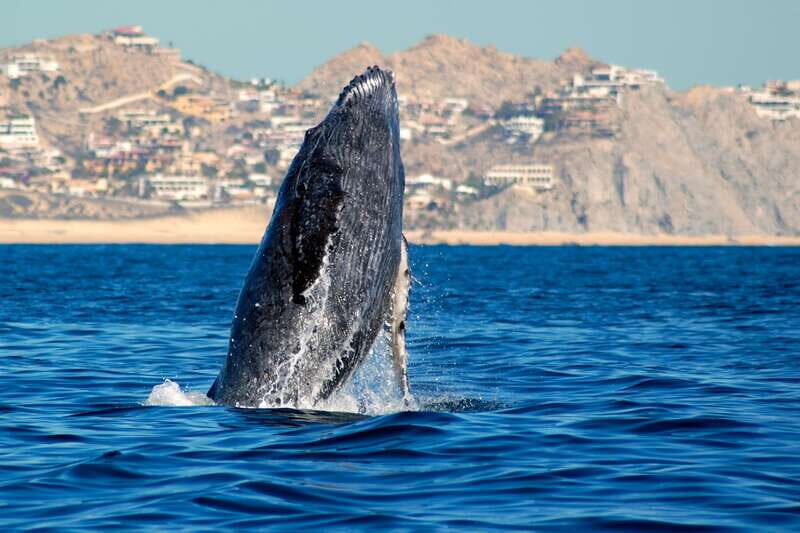 Cabo San Lucas: Whale Watching Catamaran Experience - The Itinerary in Detail