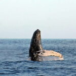 Cabo San Lucas: Whale Watching Experience on Catamaran - Final thoughts: Who is this tour best suited for?