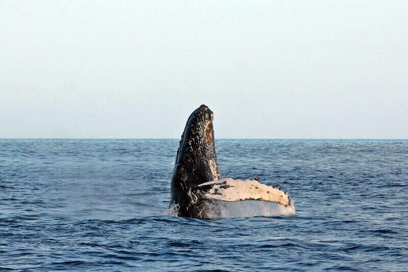 Cabo San Lucas: Whale Watching Experience on Catamaran - Final thoughts: Who is this tour best suited for?