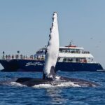 Cabo San Lucas Whale Watching Lunch Cruise - What You Can Expect During the Tour